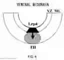Fig. 05 - Lrp4/corin dopamine-producing neuron proliferation precursor cell marker
