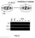 Fig. 09 - Lrp4/corin dopamine-producing neuron proliferation precursor cell marker