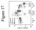 Fig. 19 - Standardized and optimized real-time quantitative reverse transcriptase polymerase chain reaction method for detection of mrd in leukemia
