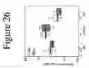 Fig. 30 - Standardized and optimized real-time quantitative reverse transcriptase polymerase chain reaction method for detection of mrd in leukemia