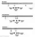 Fig. 53 - Standardized and optimized real-time quantitative reverse transcriptase polymerase chain reaction method for detection of mrd in leukemia