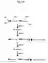 Fig. 02 - Multiplex SNP typing by bioluminometric assay coupled with terminator incorporation