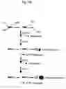 Fig. 03 - Multiplex SNP typing by bioluminometric assay coupled with terminator incorporation