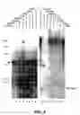Fig. 52 - Human cytomegalovirus DNA sequences