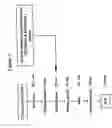 Fig. 02 - Method for detecting methylated CpG islands