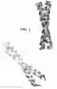 Fig. 02 - Peptides able to switch between two structural states and their use