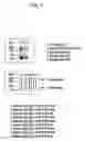 Fig. 08 - Construct comprising recognition domain of antibody against von Willebrand factor-specific cleaving enzyme