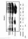 Fig. 06 - Immunoprecipitation-based assay for predicting in vivo efficacy of beta-amyloid antibodies