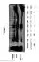 Fig. 08 - Immunoprecipitation-based assay for predicting in vivo efficacy of beta-amyloid antibodies