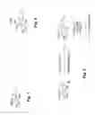 Fig. 02 - Immunogens, derivatives and immunoassay for ethyl glucuronide