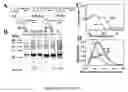 Fig. 03 - Method for designing peptides