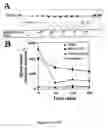 Fig. 04 - Method for designing peptides