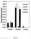 Fig. 07 - Method for designing peptides