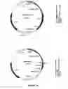 Fig. 06 - Interacting polypeptide comprising a heptapeptide pattern and a cellular penetration domain