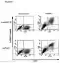 Fig. 12 - NOVEL RECEPTOR NUCLEIC ACIDS AND POLYPEPTIDES