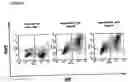 Fig. 13 - NOVEL RECEPTOR NUCLEIC ACIDS AND POLYPEPTIDES