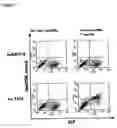 Fig. 14 - NOVEL RECEPTOR NUCLEIC ACIDS AND POLYPEPTIDES