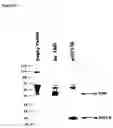 Fig. 15 - NOVEL RECEPTOR NUCLEIC ACIDS AND POLYPEPTIDES