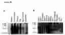 Fig. 17 - NOVEL RECEPTOR NUCLEIC ACIDS AND POLYPEPTIDES