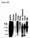 Fig. 18 - NOVEL RECEPTOR NUCLEIC ACIDS AND POLYPEPTIDES
