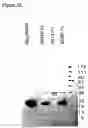 Fig. 20 - NOVEL RECEPTOR NUCLEIC ACIDS AND POLYPEPTIDES