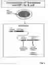 Fig. 05 - Process for bacterial production of polypeptides