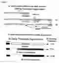 Fig. 02 - Compositions of coronaviruses with a recombination-resistant genome