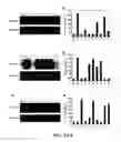 Fig. 06 - Plants with increased phosphorous uptake