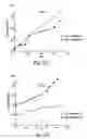 Fig. 04 - Cultures of human CNS neural stem cells