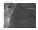 Fig. 02 - Use of RNA interference for the creation of lineage specific ES and other undifferentiated cells and production of differentiated cells in vitro by co-culture