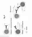 Fig. 05 - System and method for Raman spectroscopy assay using paramagnetic particles