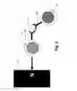 Fig. 06 - System and method for Raman spectroscopy assay using paramagnetic particles