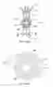 Fig. 10 - Bicycle transmission