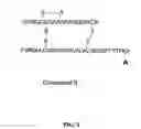 Fig. 03 - Linkers for radiopharmaceutical compounds