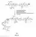 Fig. 16 - Linkers for radiopharmaceutical compounds