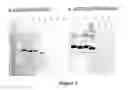 Fig. 14 - Hiv inhibiting proteins