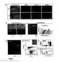 Fig. 02 - Means for preventing and treating cellular death and their biological applications