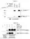 Fig. 03 - Methods of treating disorders associated with toll-like receptor 4 (TLR4) signalling