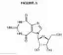 Fig. 08 - Ring-expanded nucleosides and nucleotides