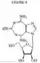 Fig. 09 - Ring-expanded nucleosides and nucleotides
