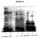 Fig. 12 - Ring-expanded nucleosides and nucleotides
