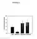 Fig. 32 - Antisense oligonucleotides directed to ribonucleotide reductase r2 and uses thereof in the treament of cancer