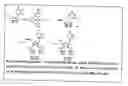 Fig. 02 - Functional synthetic molecules and macromolecules for gene delivery