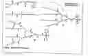 Fig. 15 - Functional synthetic molecules and macromolecules for gene delivery