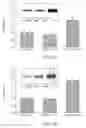 Fig. 16 - Methods and compositions for ameliorating or inhibiting decline in memory or intelligence or improving same