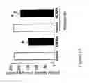 Fig. 07 - Modulating vesicular monoamine transporter trafficking and function: a novel approach for the treatment of parkinson's disease