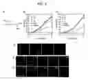 Fig. 03 - Antibiotics targeting MreB