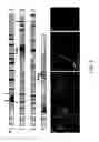 Fig. 04 - Antibiotics targeting MreB