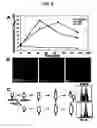 Fig. 07 - Antibiotics targeting MreB