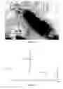 Fig. 02 - Hydroxyapatite grafted fumarate based macromers for biodegradable composites